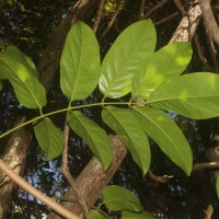 Aganope heptaphylla (L.) Polhill